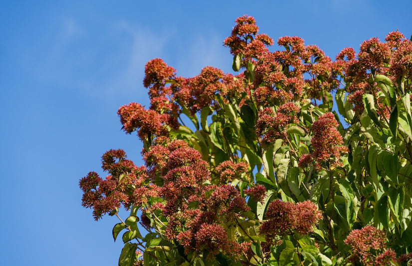 Zevenzonenboom - Heptacodium miconioides