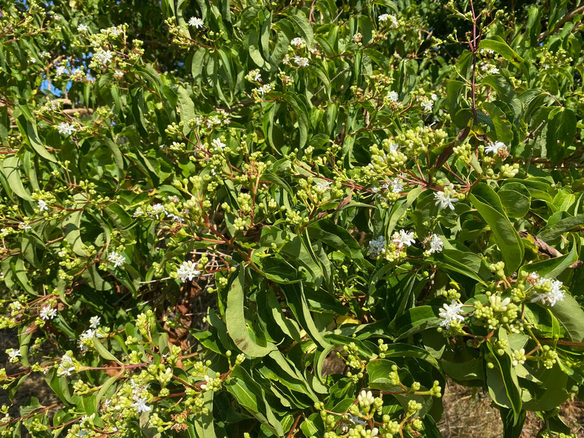 Zevenzonenboom - Heptacodium miconioides in bloei