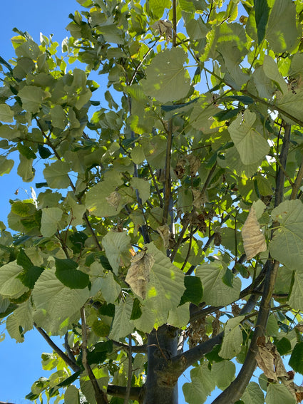 Zilverlinde - Tilia tomentosa 'Szeleste'