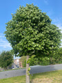 Zilverlinde - Tilia tomentosa