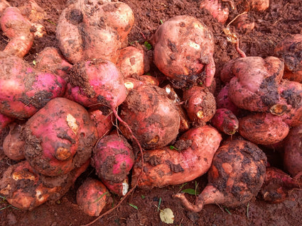 Zoete aardappel Ipomoea batatas - Zelf aardappelen verbouwen