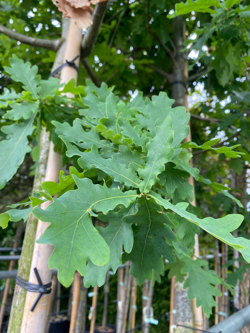 Zomereik - Quercus robur - Blad