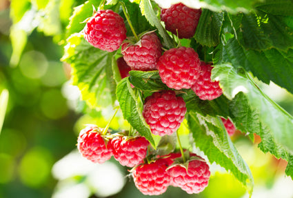 Zomerframboos - Rubus idaeus