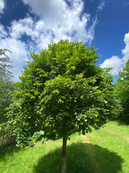 Zomerlinde, Grootbladige linde - Tilia platyphyllos