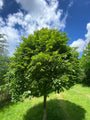 Zomerlinde, Grootbladige linde - Tilia platyphyllos