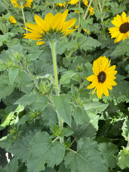 Zonnebloem - Helianthus 'Sunblast'