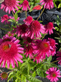 Zonnehoed - Echinacea 'Delicious Candy'