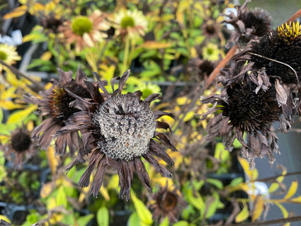 Zonnehoed - Echinacea purpurea 'Green Jewel' in de herfst