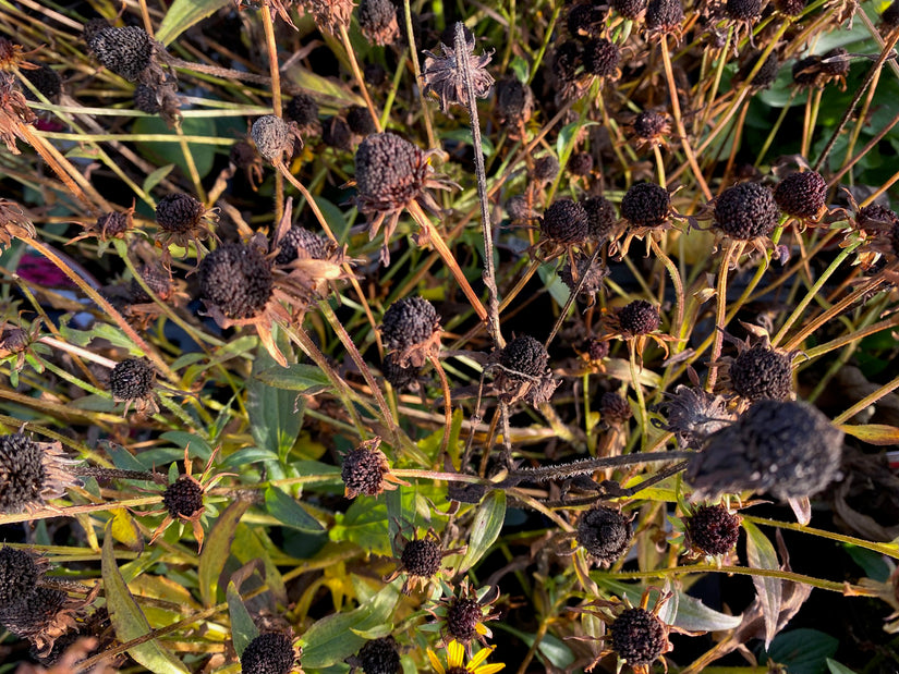 Zonnehoed - Rudbeckia fulgida 'Little Goldstar' (herfst)