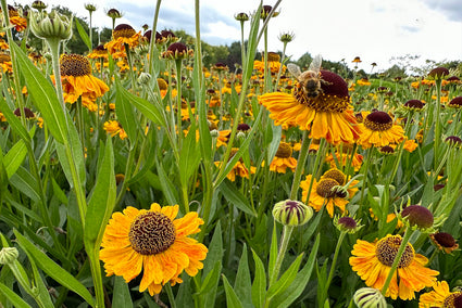 Zonnekruid - Helenium 'Wyndley' in bloei