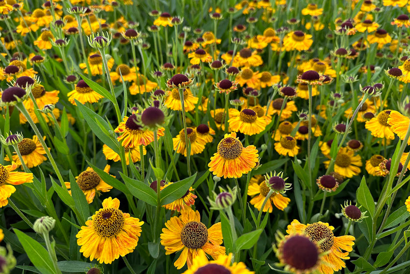 Kopergele bloemen met bruin hart