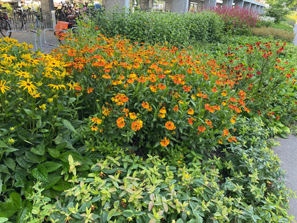 Zonnekruid - Helenium 'Moerheim Beauty'