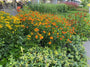 Zonnekruid - Helenium 'Moerheim Beauty'