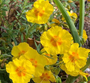 Zonneroosje - Helianthemum 'Golden Queen'