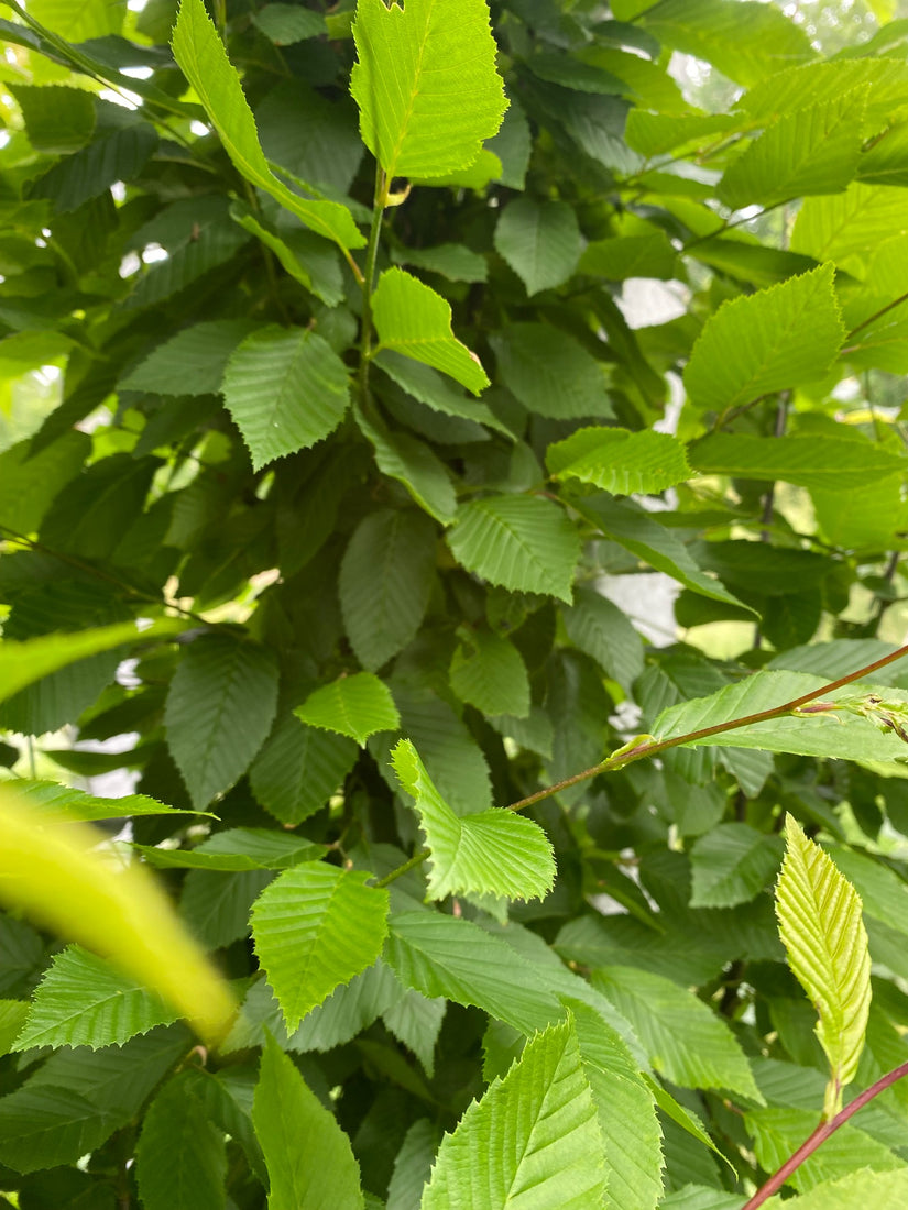 Zuilbeuk - Carpinus betulus 'Fastigiata'