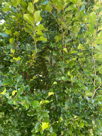 Zuilbeuk - Fagus sylvatica 'Anniek' Blad