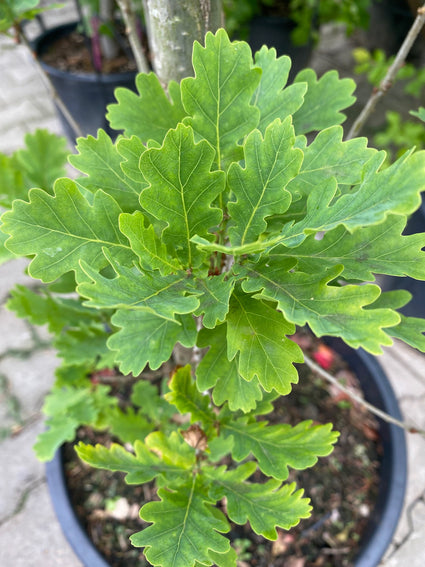 Zuileik - Quercus robur 'Fastigiata Koster'