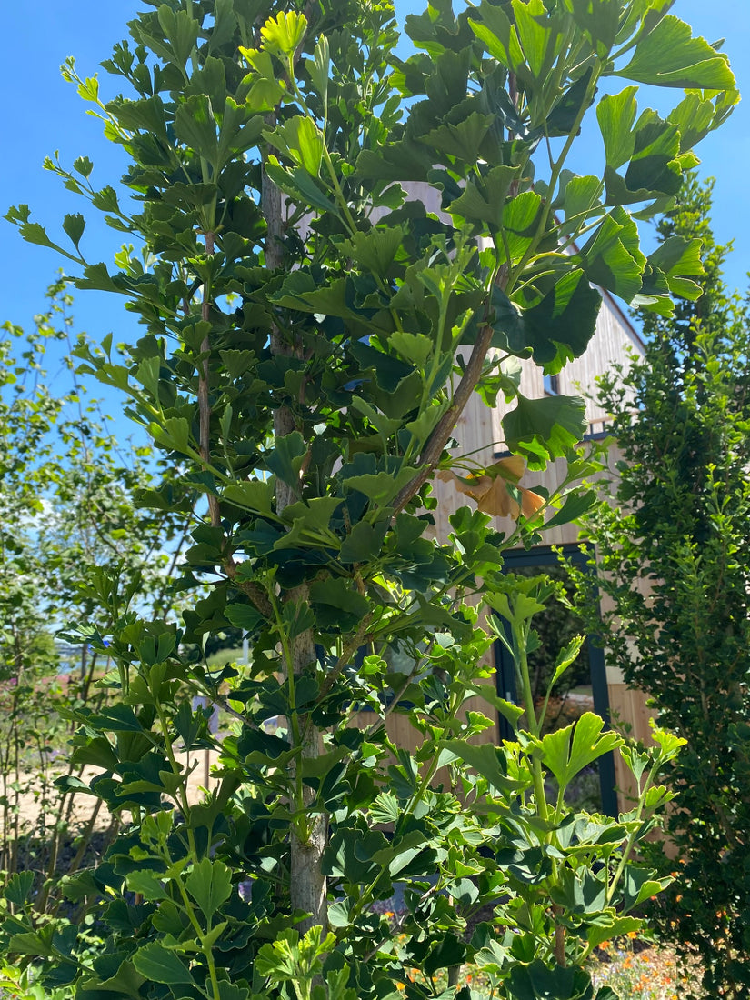 Zuilvormige Japanse notenboom - Ginkgo biloba 'Menhir'