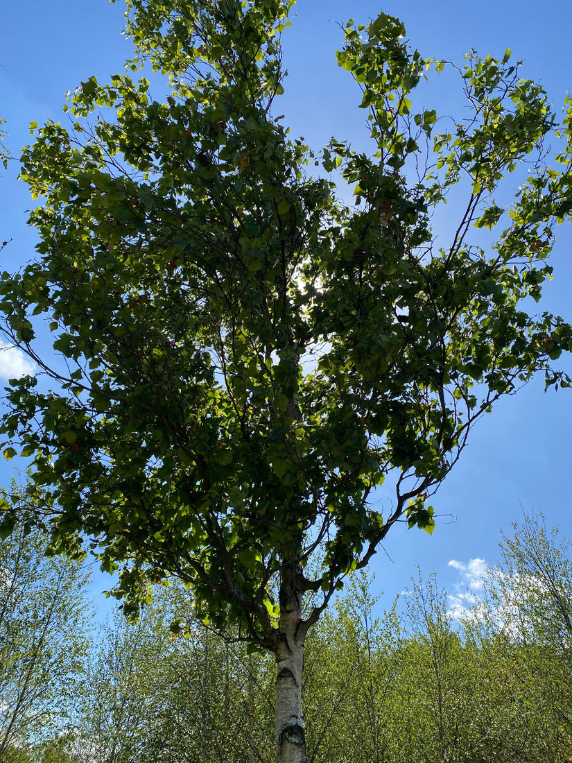 Zuilvormige berk - Betula pendula 'Obelisk'