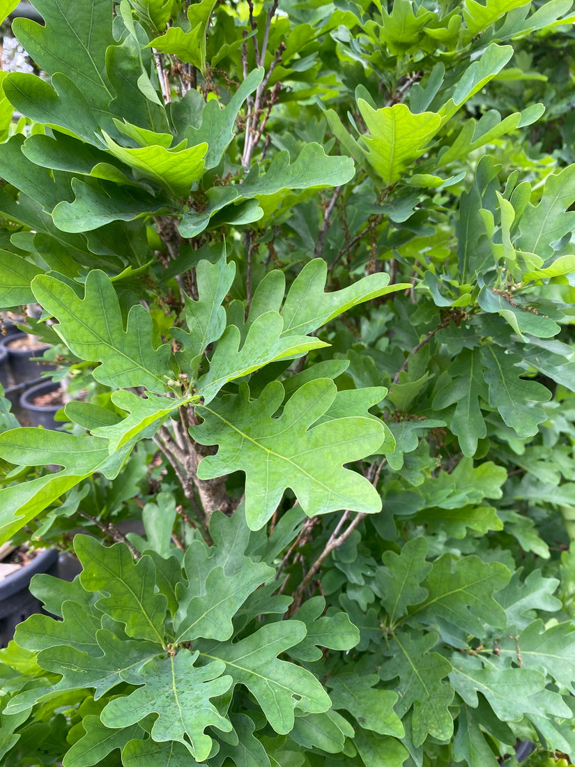 Zuilvormige eik - Quercus Crimson Spire - Blad