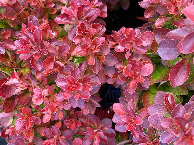 Zuurbes - Berberis thunbergii 'Lutin Rouge'