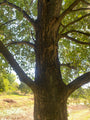 Bast Zwarte Els - Alnus glutinosa