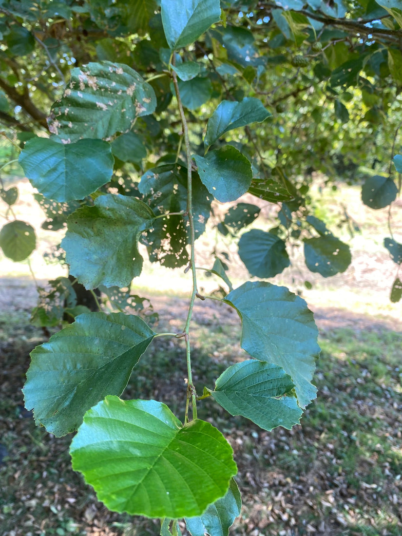 Blad Zwarte els