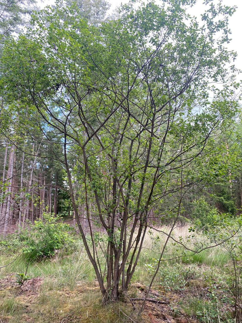 Zwarte Els - Alnus glutinosa