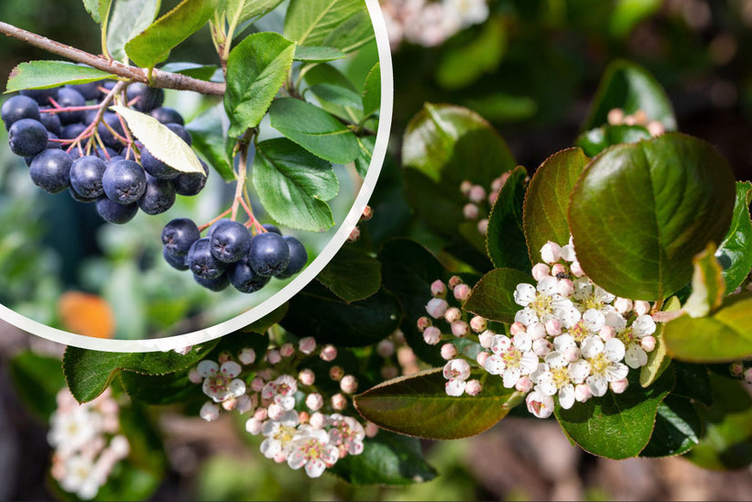 Zwarte appelbes - Aronia melanocarpa bloei en besjes