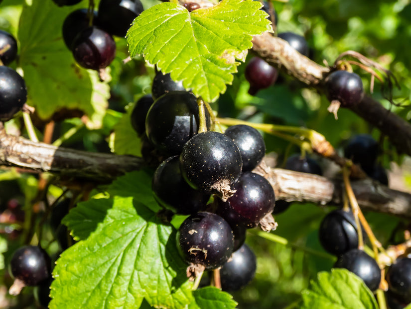 Zwarte-bes-Ribes-nigrum lowberry 'Little Black Sugar'