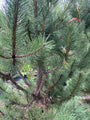 Zwarte den - Pinus nigra 'Compacta'