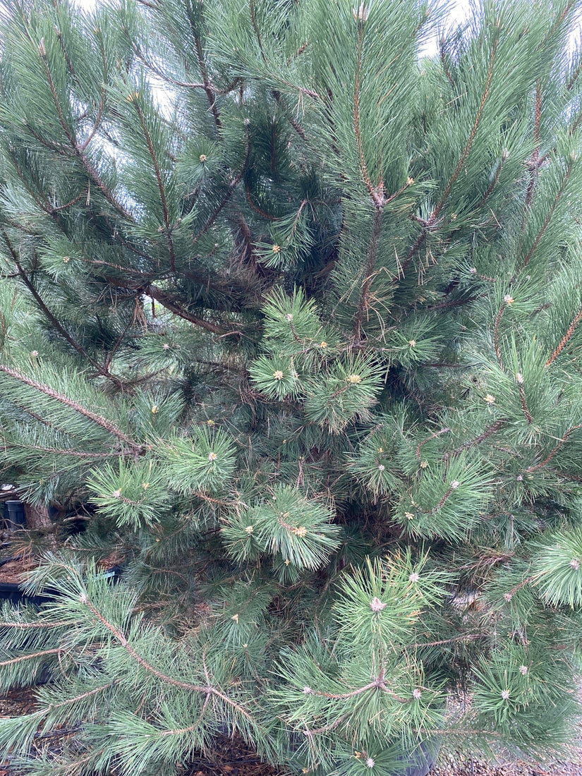 Zwarte den - Pinus nigra nigra