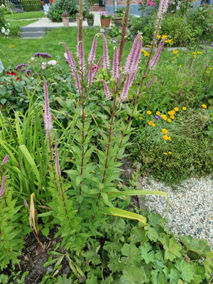 Schwarzer Ehrenpreis - Veronicastrum virginicum 'Fascination'