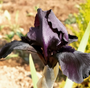 Zwarte lis - Iris Chrysographes 'Black Knight' 