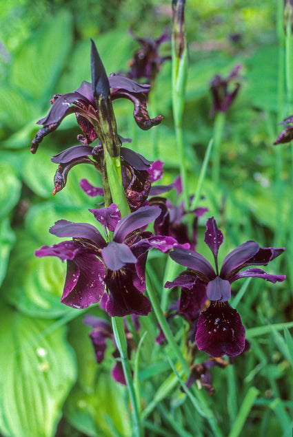 Zwarte lis - Iris Chrysographes 'Black Knight'