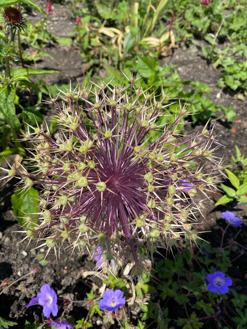 Zwarte look - Allium nigrum