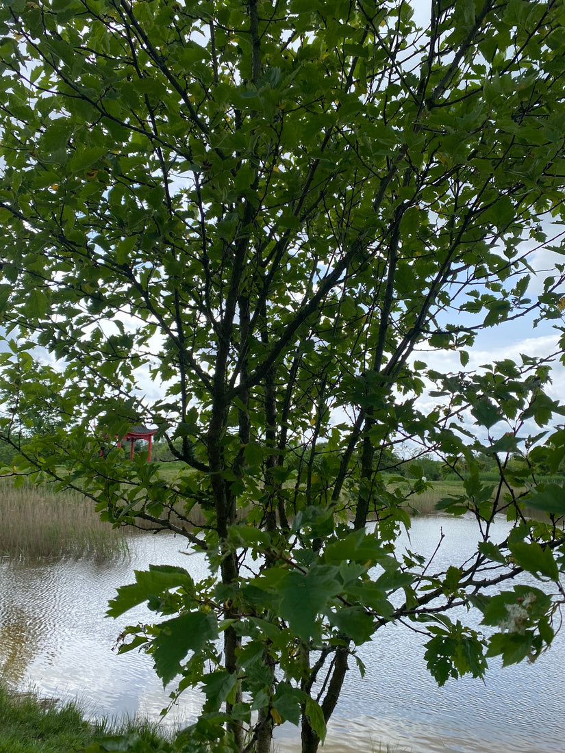 Chinese- of Zwarte meidoorn - Crataegus chlorosarca