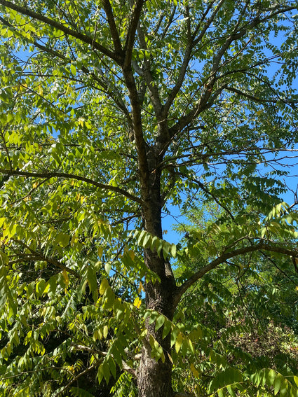 Zwarte walnoot - Juglans nigra