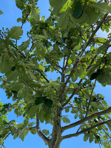 Zweedse lijsterbes - Sorbus intermedia