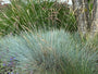 Blauw Schapengras - Festuca glauca 'Elijah Blue'