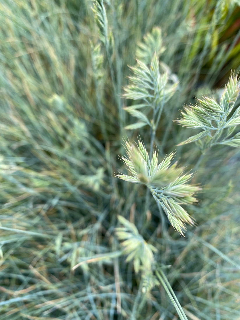 Zwenkgras - Festuca glauca 'Elijah Blue' bloei