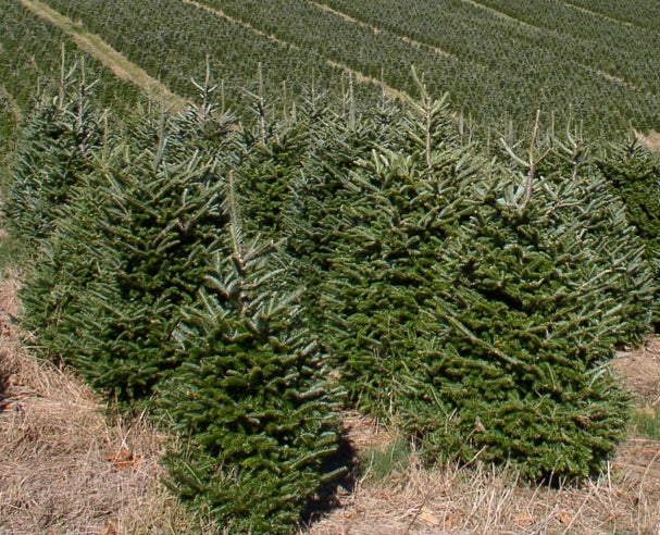 Echte kerstboom - Zilverspar - Abies Fraseri 