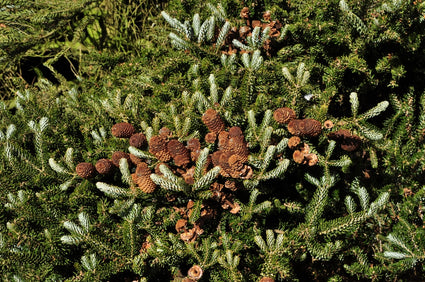 Echte kerstboom - Koreaanse zilverspar - Abies koreana