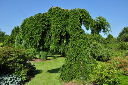 Abies Nordmanniana 'pendula' Nordmann Treurboom