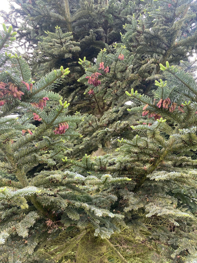 abies-procera-takken.jpg