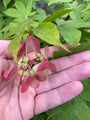 Vrucht Japanse Esdoorn - Acer palmatum 'Osakazuki'