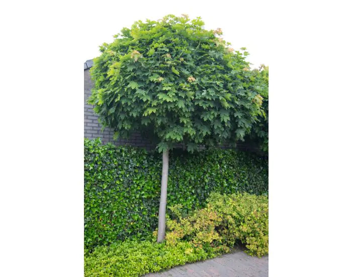 acer_platanoides_globosum-boom-op-stam.webp