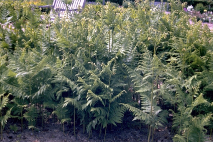 Adelaarsvaren - Pteridium aquilinum