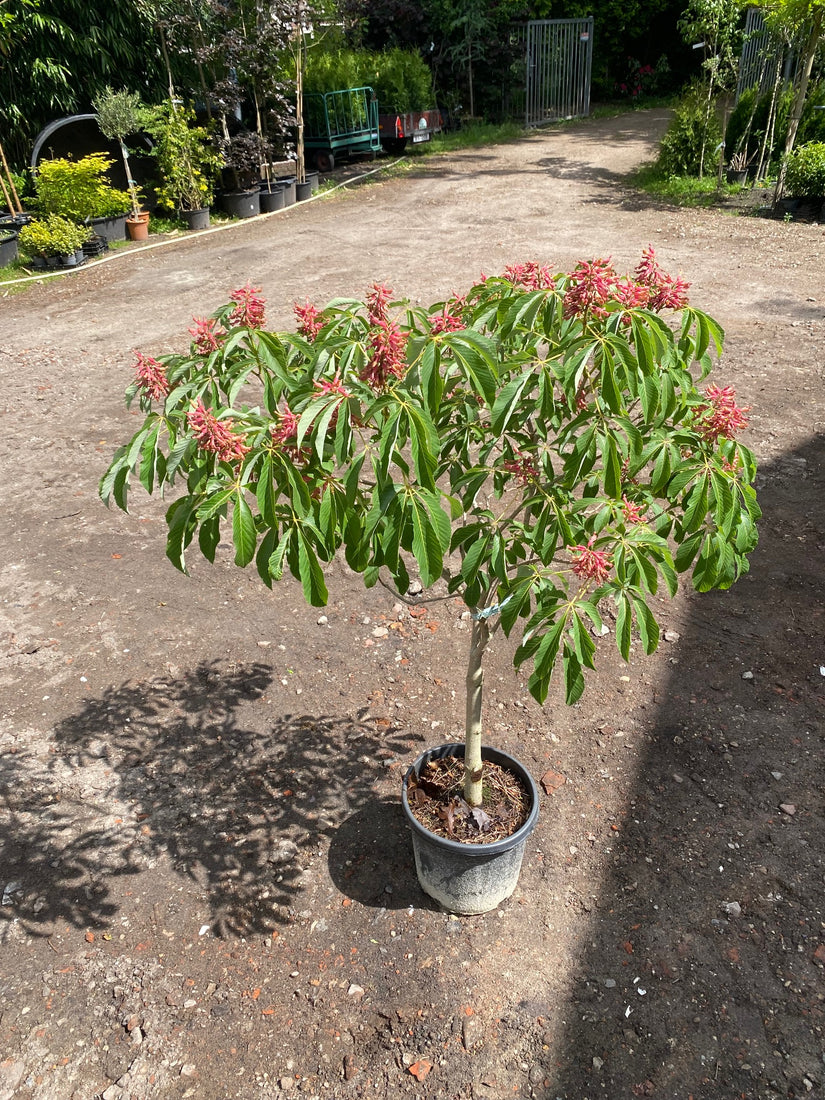 Aesculus paiva - Compacte kastanjeboom