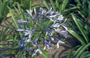 Afrikaanse lelie - Agapanthus